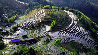 紫鵲界盛裝啟航，9月8日正式向游客開放，園區管理服務全面升級